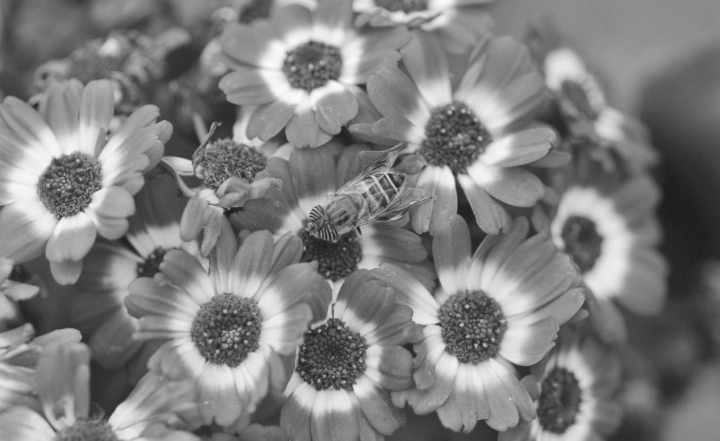 Beautiful fresh flower arrangement showcasing our quality delivery service