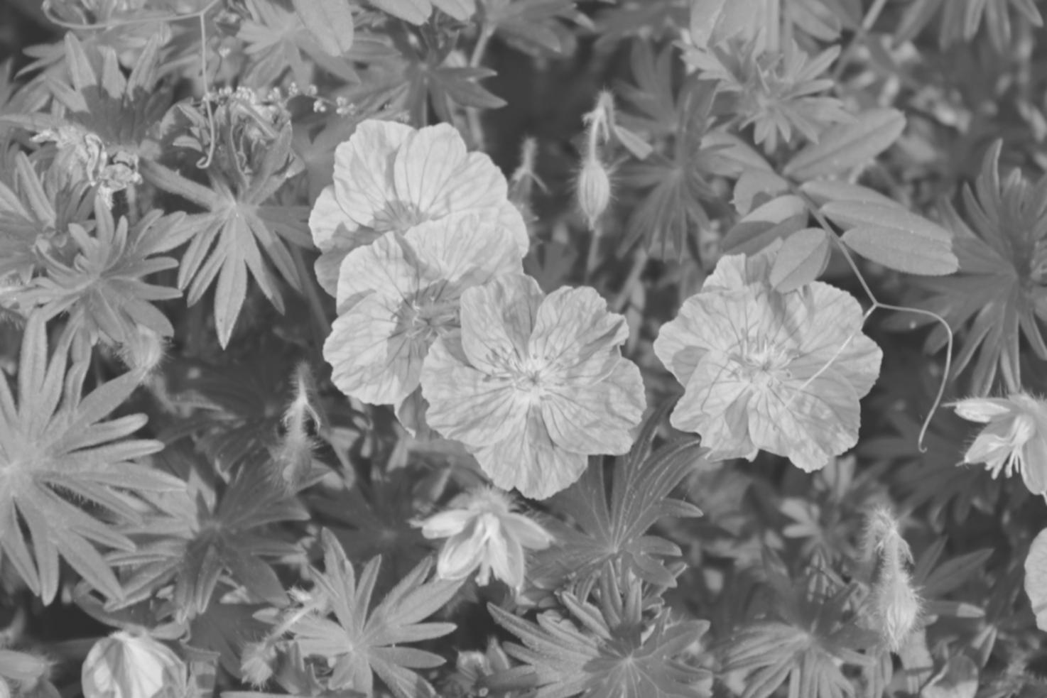 Gyternox team preparing premium flower arrangements in our Sylhet facility